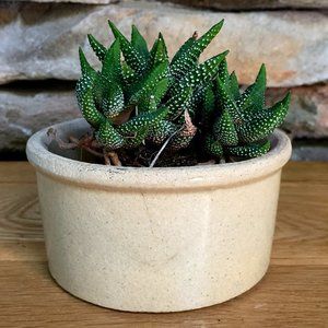 VTG Roseville Pottery Crock Planter Cottagecore